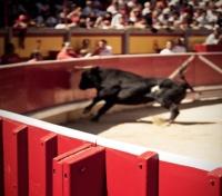 Bullfight